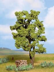 Noch Acacia (DV08474)