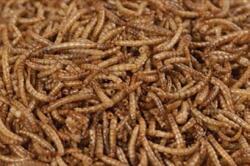 BALMAX Balmax, Mealworm, Szárított lisztharmat lárvák, lisztharmat, hüllőeledel. 5000g