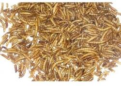 BALMAX Balmax, Szárított lisztharmat lárvák, lisztharmat, Mealworm, haleledel, 5000g (5861165)