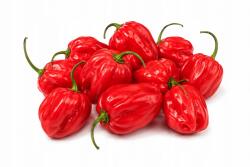  Habanero paprika - 100 g Csípős Friss Aromás (8718963266525)