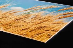 DIMEX ART Plexi a konyhapult mögött búzamező - 60 x 60 cm (PGT-06060-011)