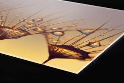 DIMEX ART Plexi a konyhapult mögött csepp a pitypangon - 60 x 60 cm (PGT-06060-121)