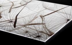DIMEX ART Plexi a konyhapult mögött pitypang pihe - 60 x 40 cm (PGT-06040-050)