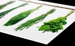 DIMEX ART Plexi a konyhapult mögött gyógynövények - 240 x 60 cm (PGT-24060-007)