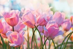 DIMEX ART Nem szőtt fotótapéta rózsaszín tulipánok 375 x 250 cm (MS-5-1319)