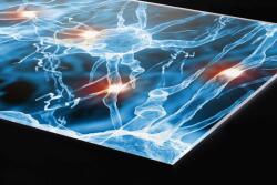 DIMEX ART Plexi a konyhapult mögött idegszinapszisok - 80 x 40 cm (PGT-08040-238)