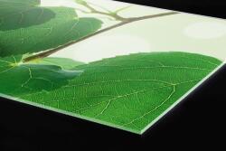 DIMEX ART Plexi a konyhapult mögött zöld levelek - 80 x 60 cm (PGT-08060-010)