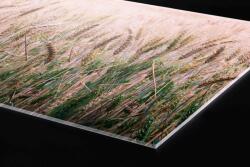DIMEX ART Plexi a konyhapult mögött búzamező - 60 x 40 cm (PGT-06040-136)