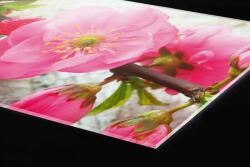 DIMEX ART Plexi a konyhapult mögött sakura - 100 x 60 cm (PGT-10060-053)