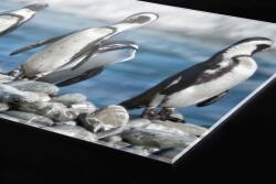 DIMEX ART Plexi a konyhapult mögött pingvinek - 240 x 60 cm (PGT-24060-112)