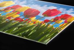 DIMEX ART Plexi a konyhapult mögött tulipán mező - 60 x 40 cm (PGT-06040-131)