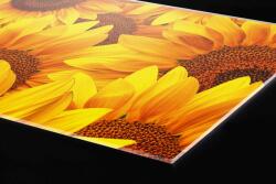 DIMEX ART Plexi a konyhapult mögött napraforgó - 80 x 40 cm (PGT-08040-051)