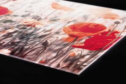 DIMEX ART Plexi a konyhapult mögött farkas mák - 240 x 60 cm (PGT-24060-171)
