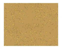 A. S. Création Nem szőtt tapéta falra versace 93585-3 (93585-3)