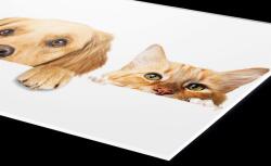 DIMEX ART Plexi a konyhapult mögött macskák és kutyák - 240 x 60 cm (PGT-24060-175)