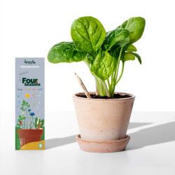 Sprout Creioane plantabile Sprout 4 anotimpuri (8 bucăți)