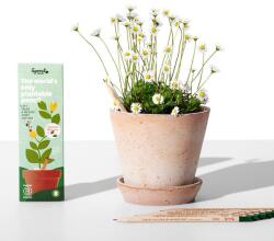 Sprout Creioane plantabile Sprout Iubire care crește (8 bucăți)