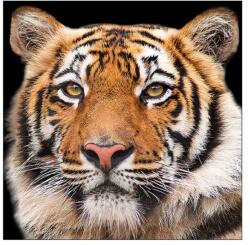 Ambiente Șervețele de masă din hârtie 33x33 cm Ambiente Bengal tiger, 3 straturi, 20 buc