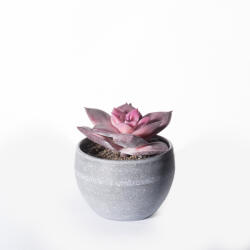 Supergreens Plantă artificială Echeveria în ghiveci, suculentă violet 9 cm, SUPERGREENS