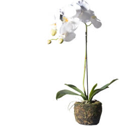 Supergreens Plantă artificială orhidee Phalaenopsis albă, 60 cm, SUPERGREENS