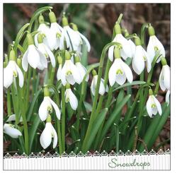 Ambiente Șervețele de masă din hârtie 33x33 cm Ambiente Galanthus, ghiocei, 3 straturi, 20 buc