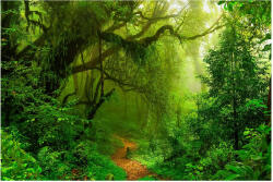 Imageland Tablou pe sticlă acrilică 80x120 cm, peisaj de pădure, Imageland Woodland