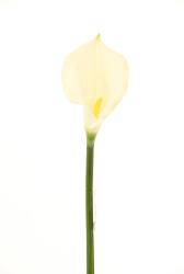 Supergreens Floare artificială Cală albă, 96 cm, SUPERGREENS