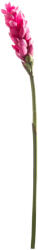 Supergreens Floare artificială Ginger, fucsia, 86 cm, SUPERGREENS