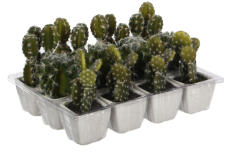 Supergreens Plantă artificială Cactus, 14 cm, în ghiveci, SUPERGREENS