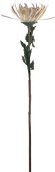 Supergreens Floare artificială crizantemă Chrysanthemum ecru, 68 cm, SUPERGREENS