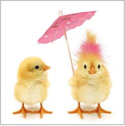 Ambiente Șervețele de masă din hârtie 33x33 cm Ambiente Easter chicks FSC Mix, 3 straturi, 20 buc