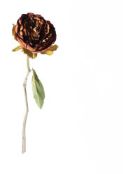 Supergreens Floare artificială bujor Peony, 34 cm, bej, SUPERGREENS