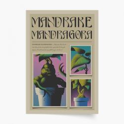 Empikfoto. ro Poster, Harry Potter: Mandrake, 40x60 - 269343