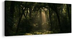 Dovido Tablou colț de pădure în penumbră - 120x60