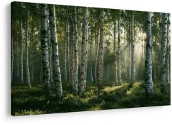 Dovido Tablou pădure de mesteceni în lumina dimineții - 40x30