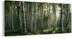 Dovido Tablou raze de soare printre mesteceni - 200x100