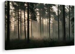 Dovido Tablou pădure de pini în ceață la răsărit - 40x30