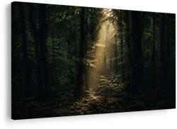Dovido Tablou lumină în pădure printre copaci - 90x60