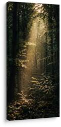 Dovido Tablou pădure liniștită în lumina dimineții - 70x140