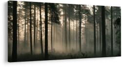 Dovido Tablou lumină blândă de dimineață în pădure - 100x50