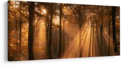 Dovido Tablou pădure de toamnă în lumină - 100x50