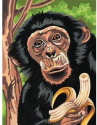 Reeves Festés számok után - Csimpánz (PPNJ52)