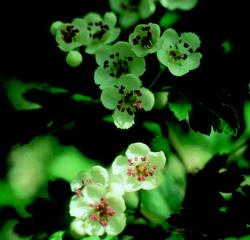 Cseregalagonya (Crataegus oxyacantha) DEVA Európai virágeszencia