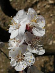  Kajszibarack (Prunus armeniaca) DEVA Európai virágeszencia