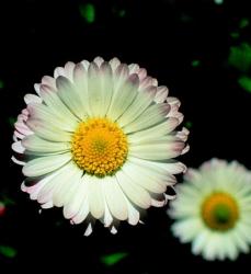 DEVA Európai virágeszencia Százszorszép (Bellis perennis)