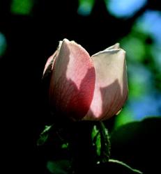  Birsalmafa (Cydonia oblonga) DEVA Európai virágeszencia