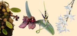  Sympathetic (P) összetett orchidea eszencia