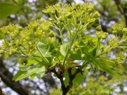 Mezei juhar (Acer campestre) DEVA Európai virágeszencia