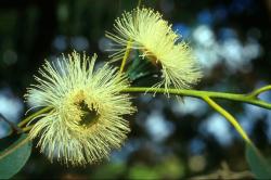  Eukaliptusz (Eucalyptus globulus) DEVA Európai virágeszencia