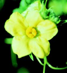 Görögdinnye (Citrullus vulgaris) DEVA Európai virágeszencia